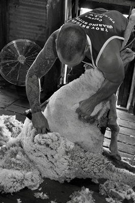Steam Plains Shearing 022691  © Claire Parks Photography